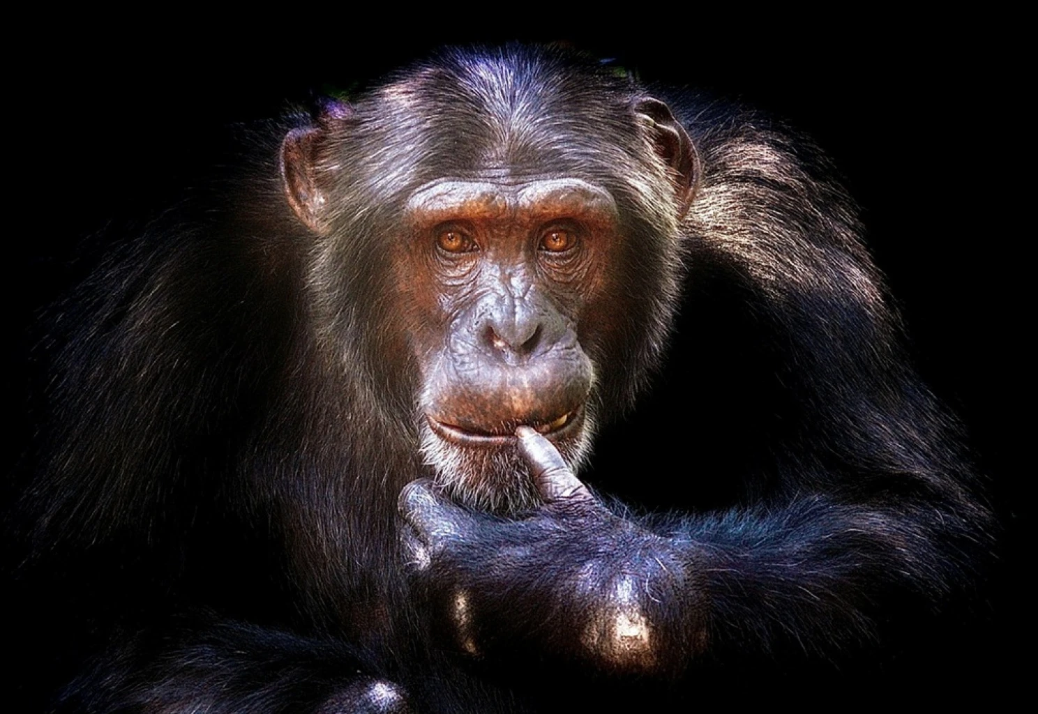 Who's in Charge, You or Your Chimp?
